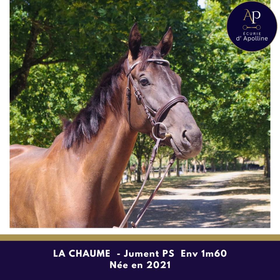 Mare Thoroughbred For sale 2021 Dark Bay