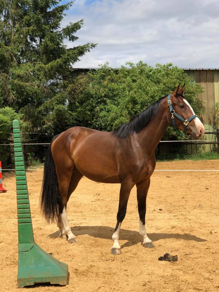 Filly Zangersheide For sale 2023 Bay