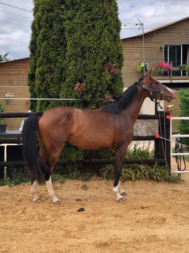 Filly Zangersheide For sale 2023 Bay