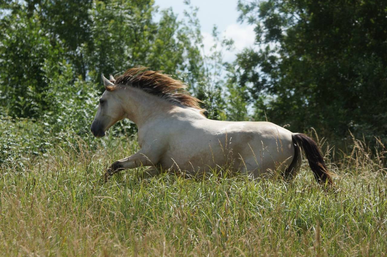 Mare PRE Pure Spanish Bred For sale 2024 Buckskin