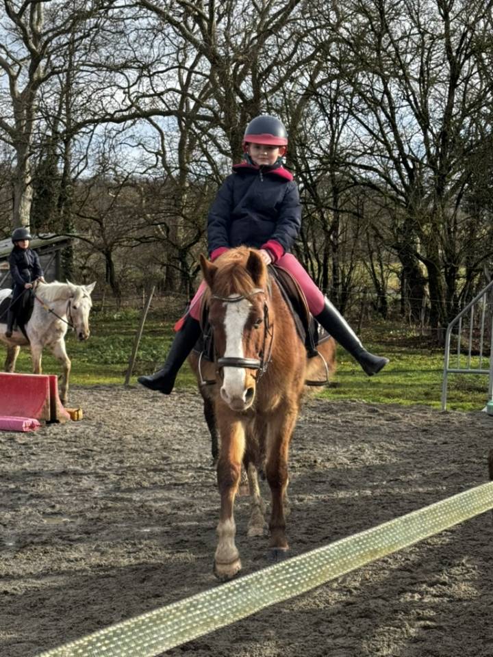 Gelding Welsh Part Bred For sale 2015 Chesnut