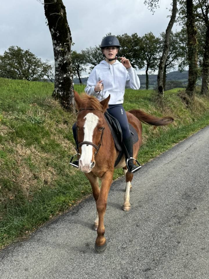 Gelding Welsh Part Bred For sale 2015 Chesnut