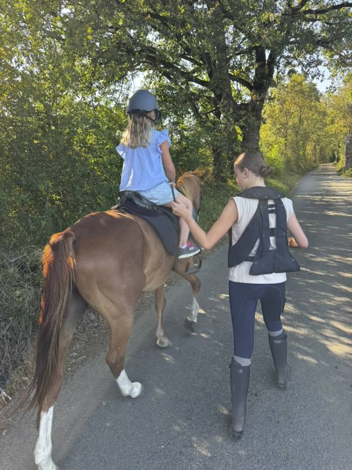 Gelding Welsh Part Bred For sale 2015 Chesnut