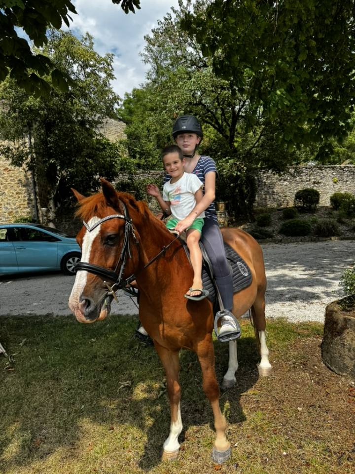 Gelding Welsh Part Bred For sale 2015 Chesnut