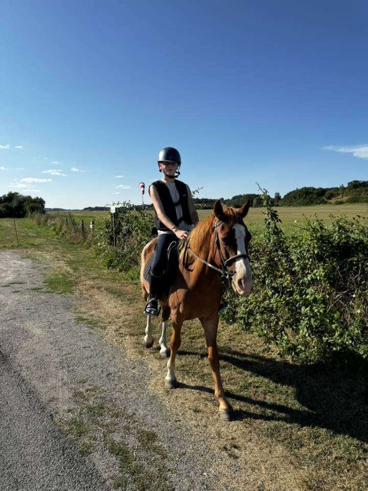 Gelding Welsh Part Bred For sale 2015 Chesnut