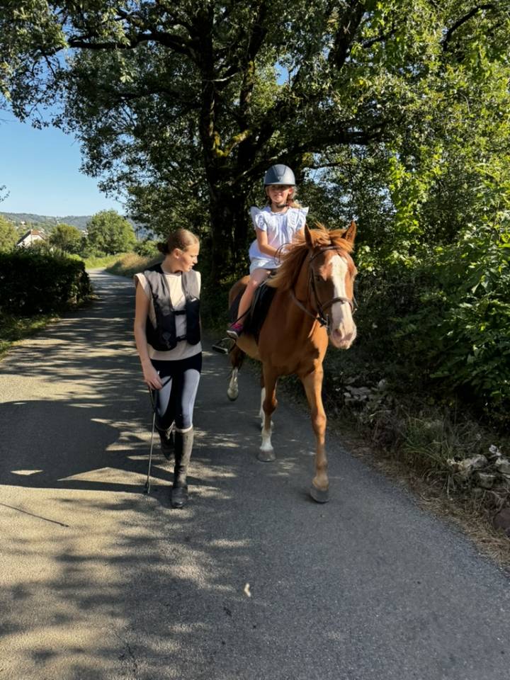 Gelding Welsh Part Bred For sale 2015 Chesnut