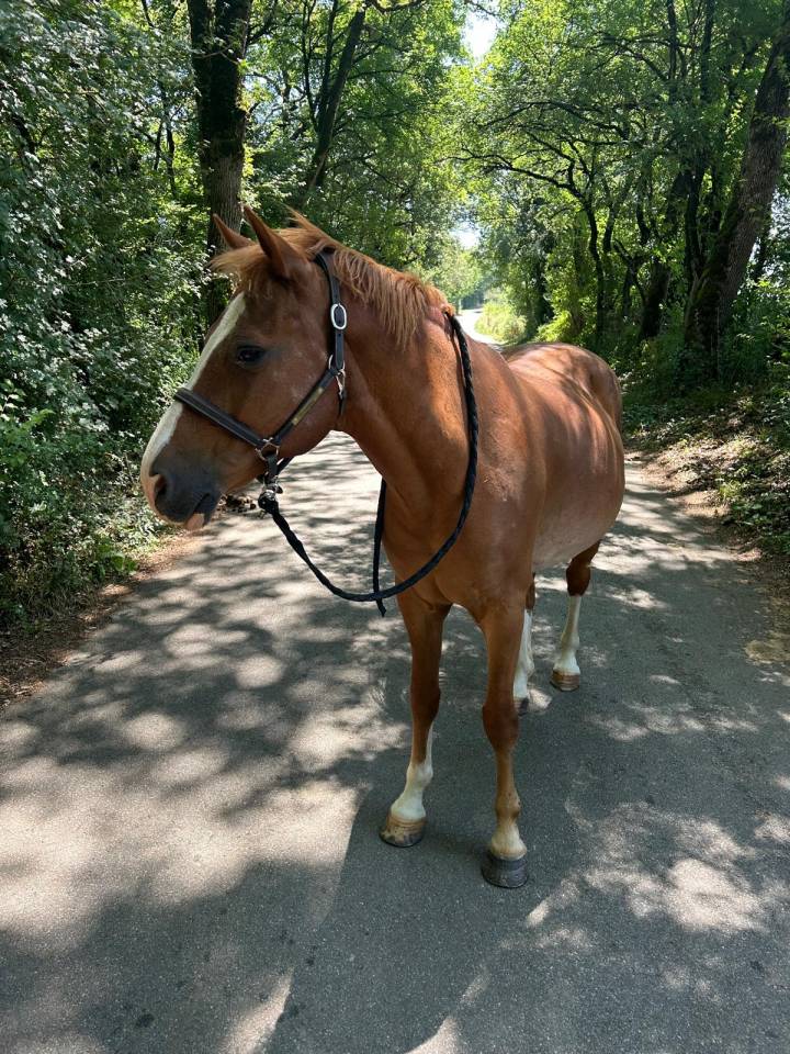 Gelding Welsh Part Bred For sale 2015 Chesnut