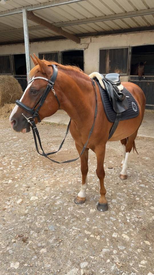 Gelding Welsh Part Bred For sale 2015 Chesnut