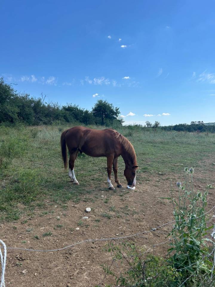 Gelding Welsh Part Bred For sale 2015 Chesnut