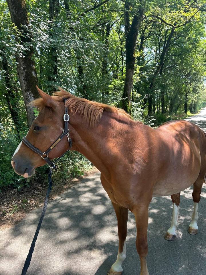 Gelding Welsh Part Bred For sale 2015 Chesnut