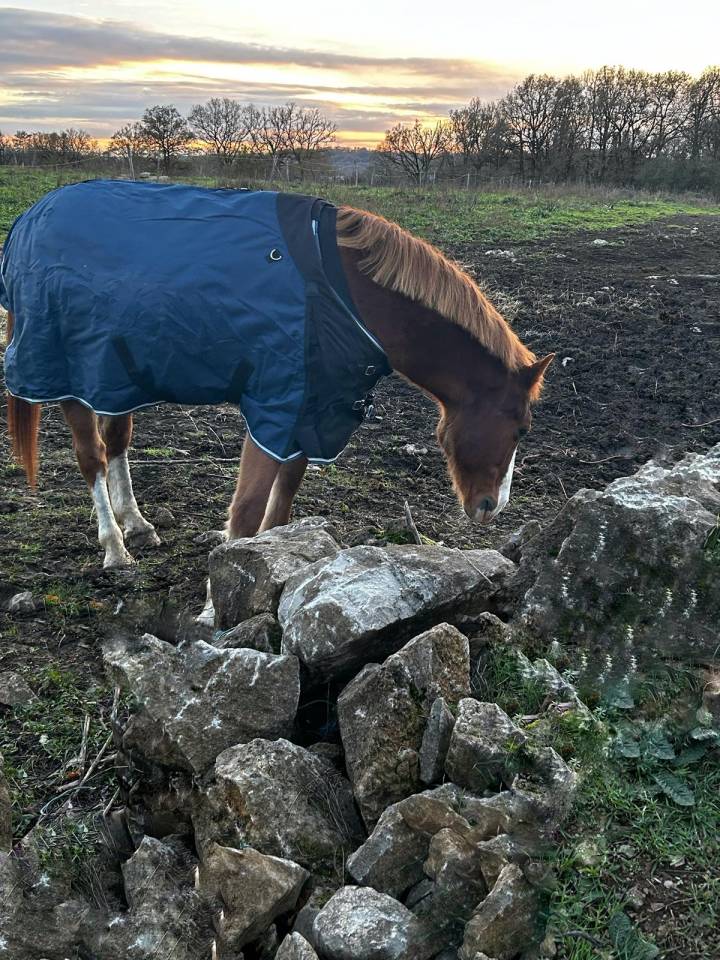 Gelding Welsh Part Bred For sale 2015 Chesnut