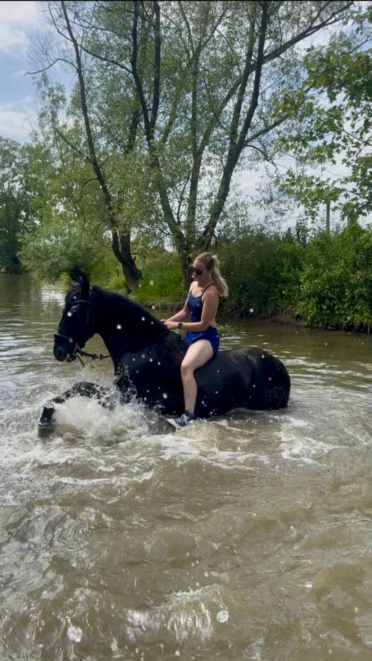 Entire PRE Pure Spanish Bred For sale 2021 Black
