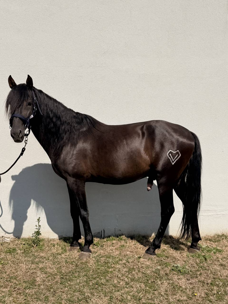 Entire PRE Pure Spanish Bred For sale 2021 Black