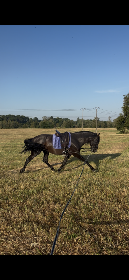 Entire PRE Pure Spanish Bred For sale 2021 Black