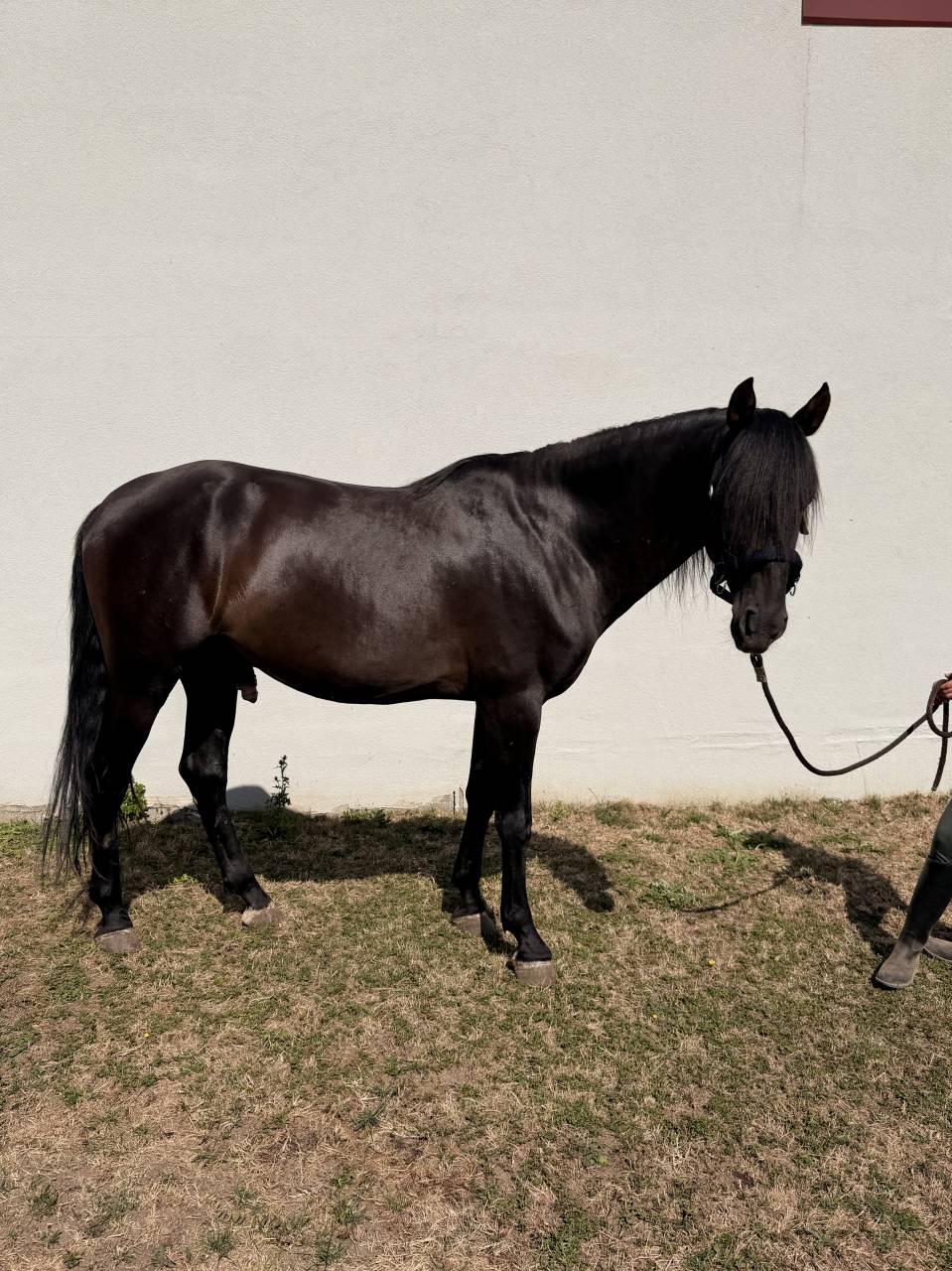 Entire PRE Pure Spanish Bred For sale 2021 Black