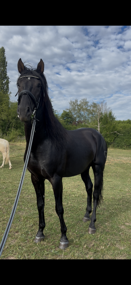 Entire PRE Pure Spanish Bred For sale 2021 Black