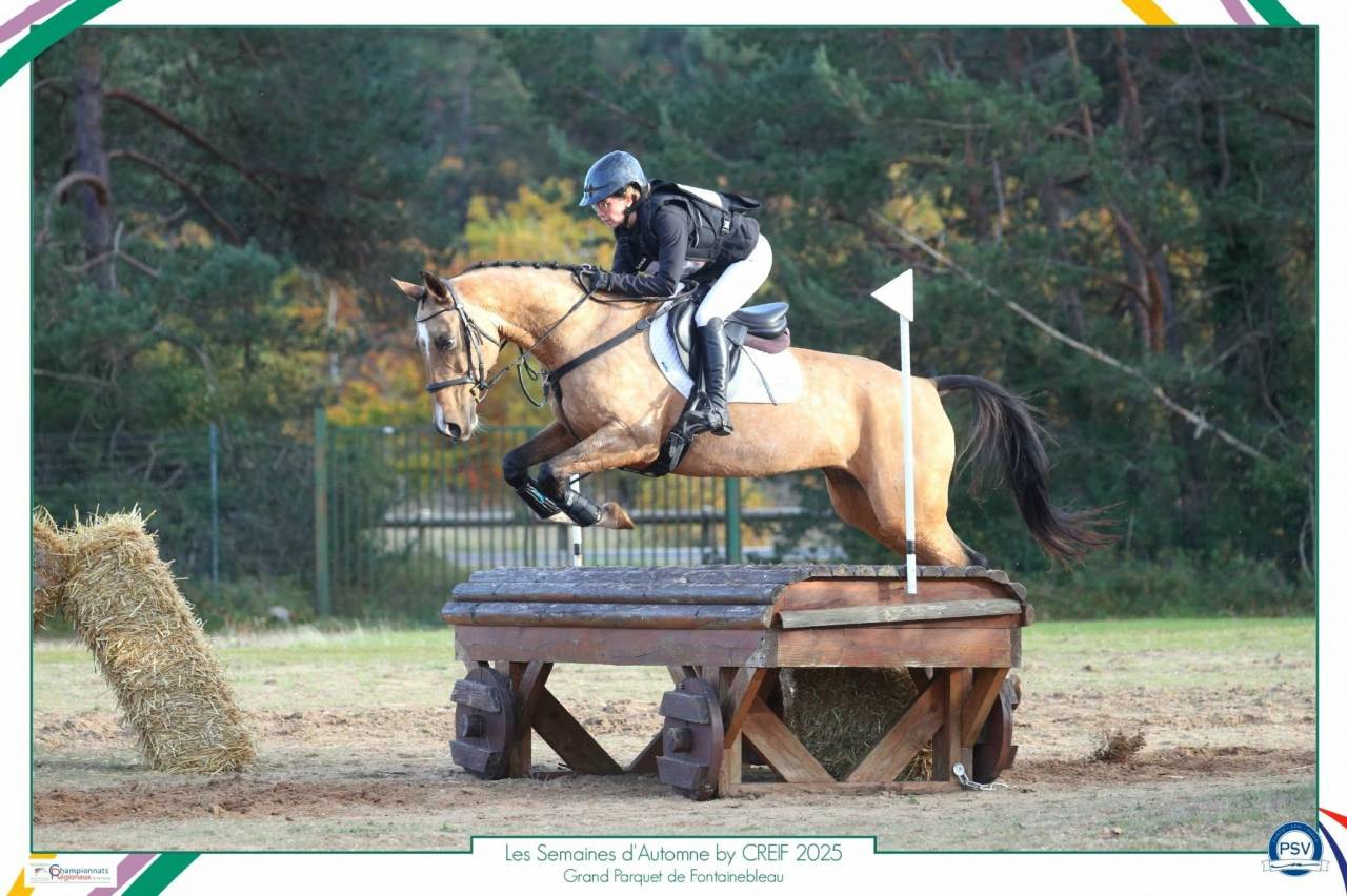 Mare Akhal Teke For sale 2017 Buckskin