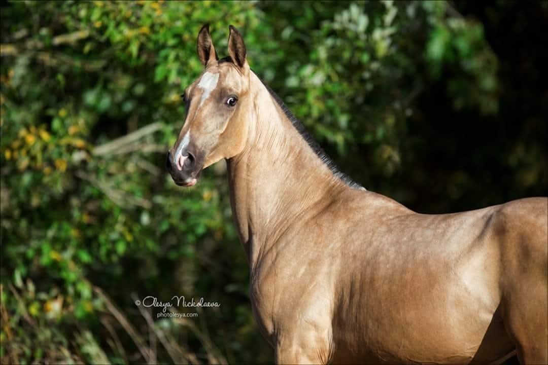 Mare Akhal Teke For sale 2017 Buckskin