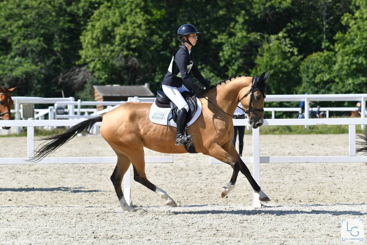Mare Akhal Teke For sale 2017 Buckskin