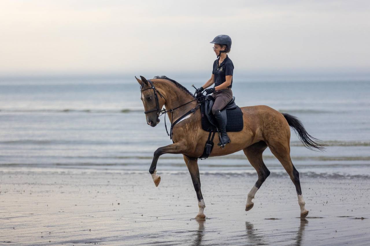 Mare Akhal Teke For sale 2017 Buckskin