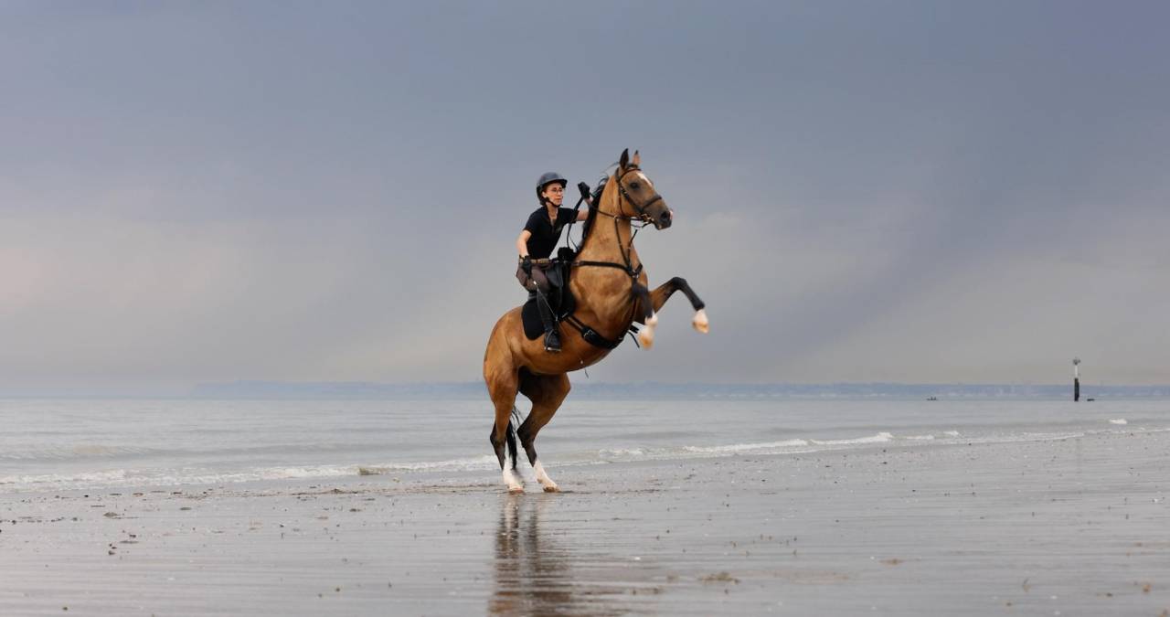 Mare Akhal Teke For sale 2017 Buckskin