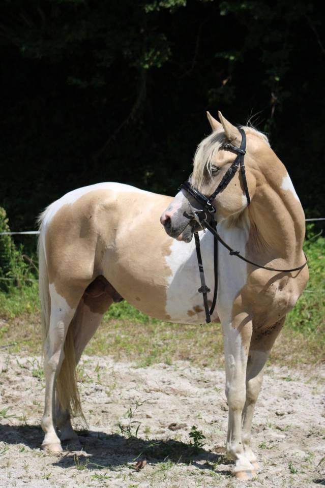Stallion Other Pony Breed For sale 2020 Coloured