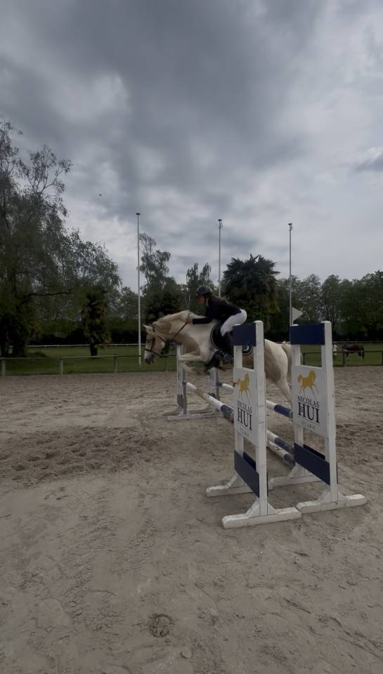 Stallion Other Pony Breed For sale 2020 Coloured