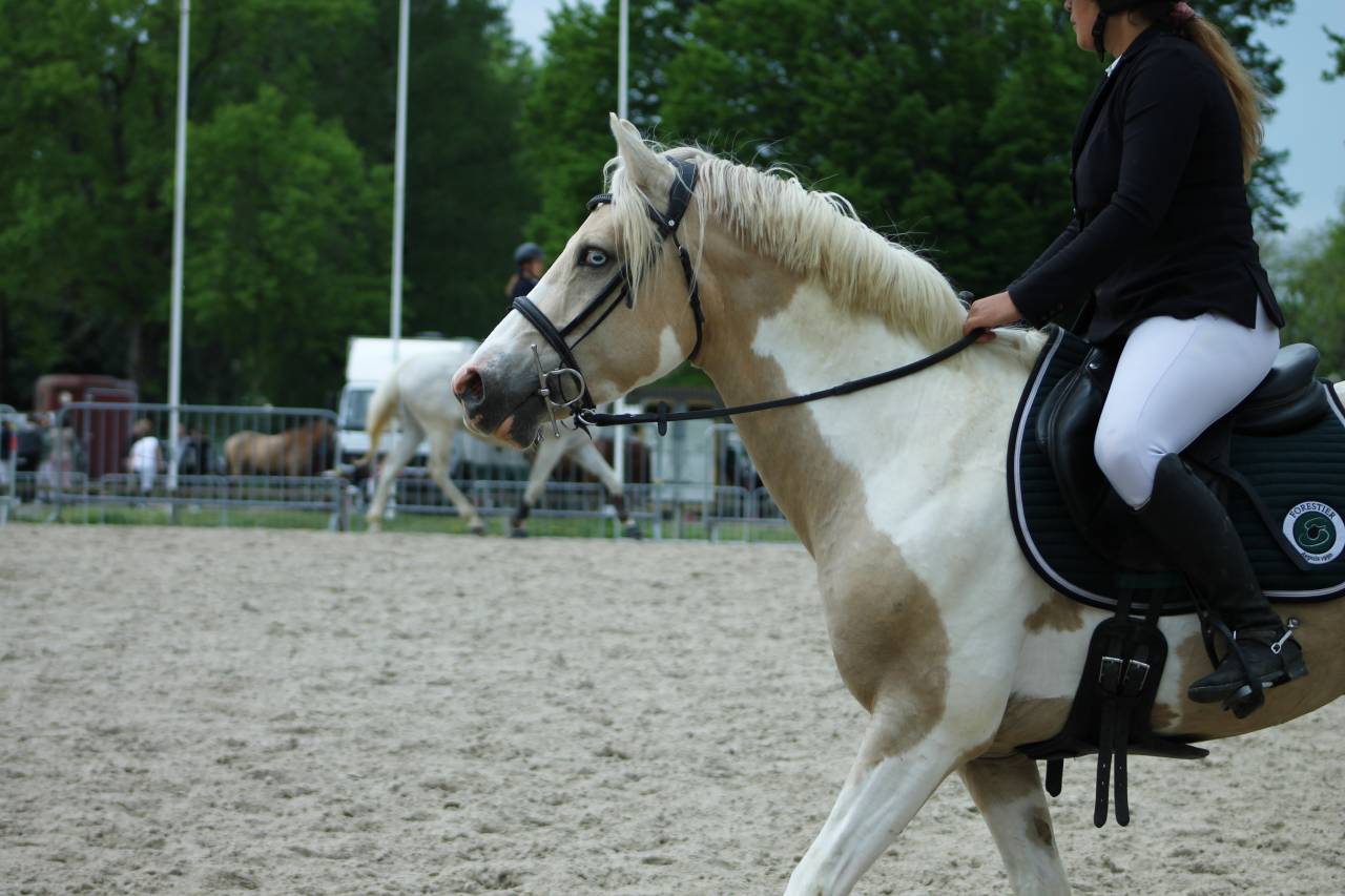 Stallion Other Pony Breed For sale 2020 Coloured