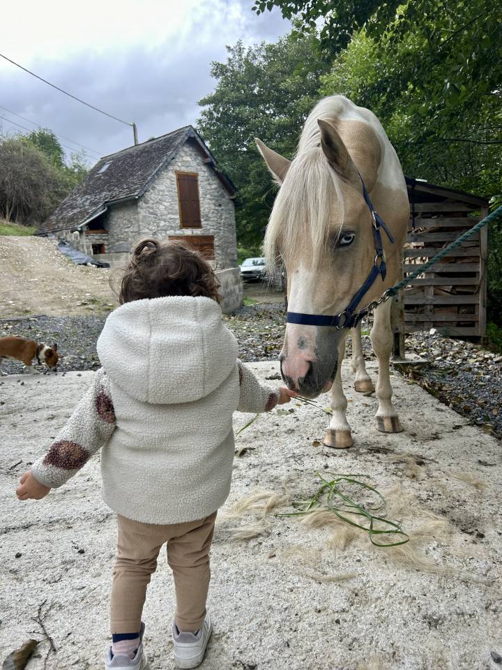 Stallion Other Pony Breed For sale 2020 Coloured