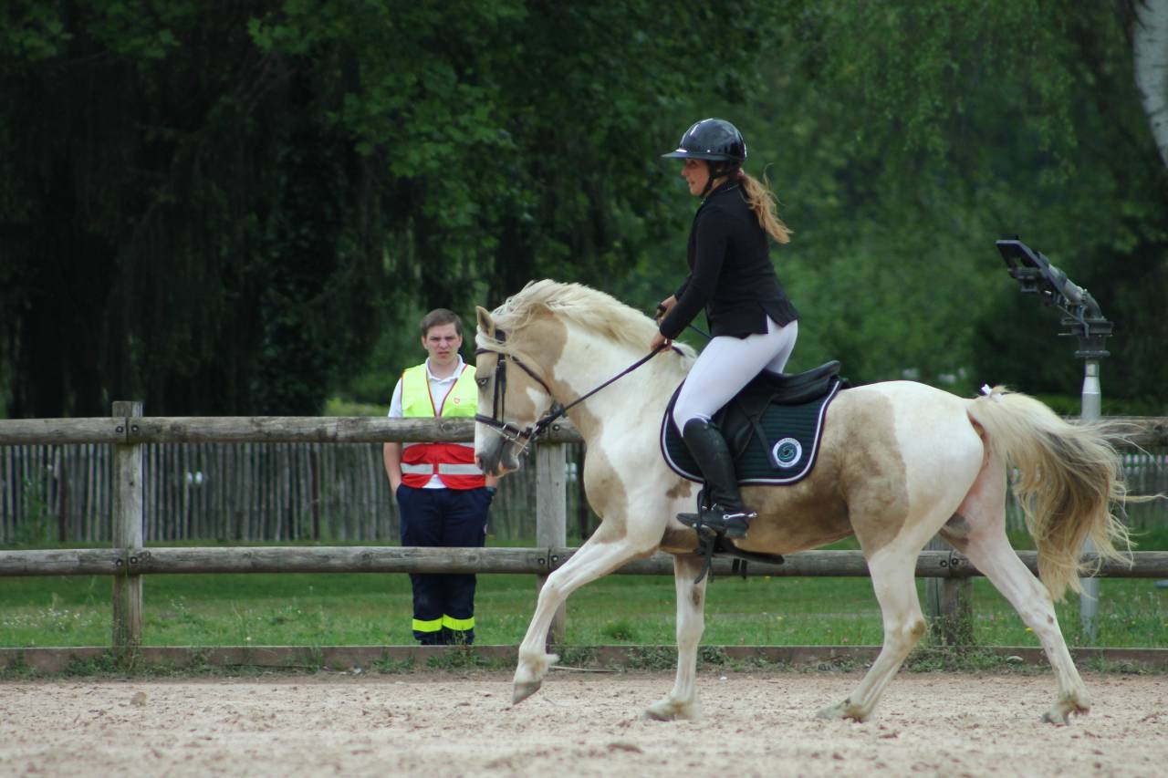 Stallion Other Pony Breed For sale 2020 Coloured
