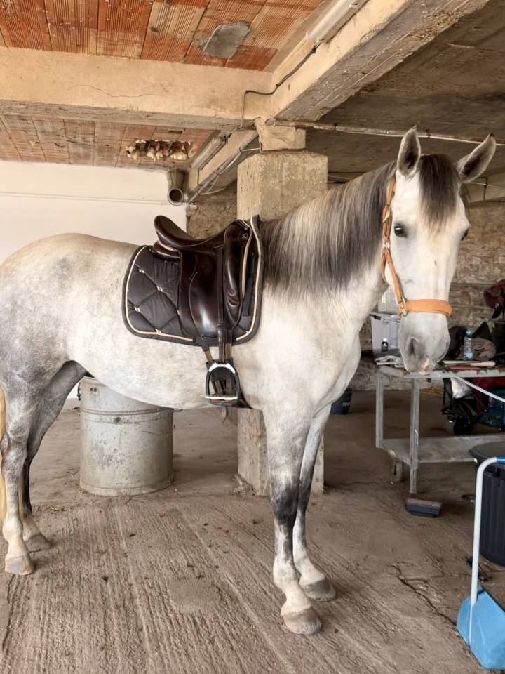 Mare PRE Pure Spanish Bred For sale 2019 Grey