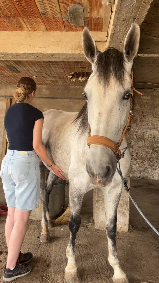 Mare PRE Pure Spanish Bred For sale 2019 Grey