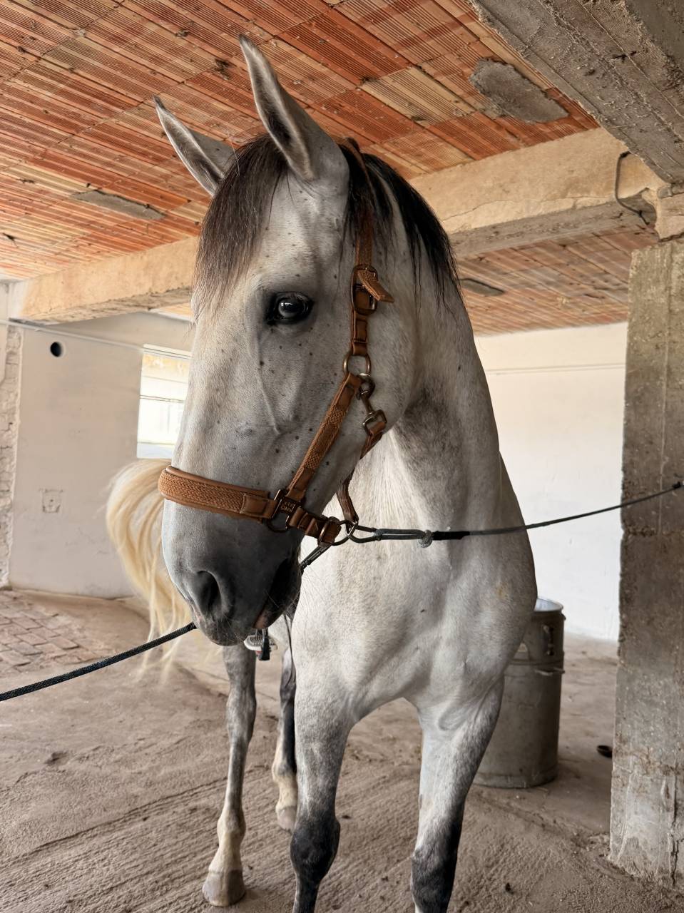 Mare PRE Pure Spanish Bred For sale 2019 Grey