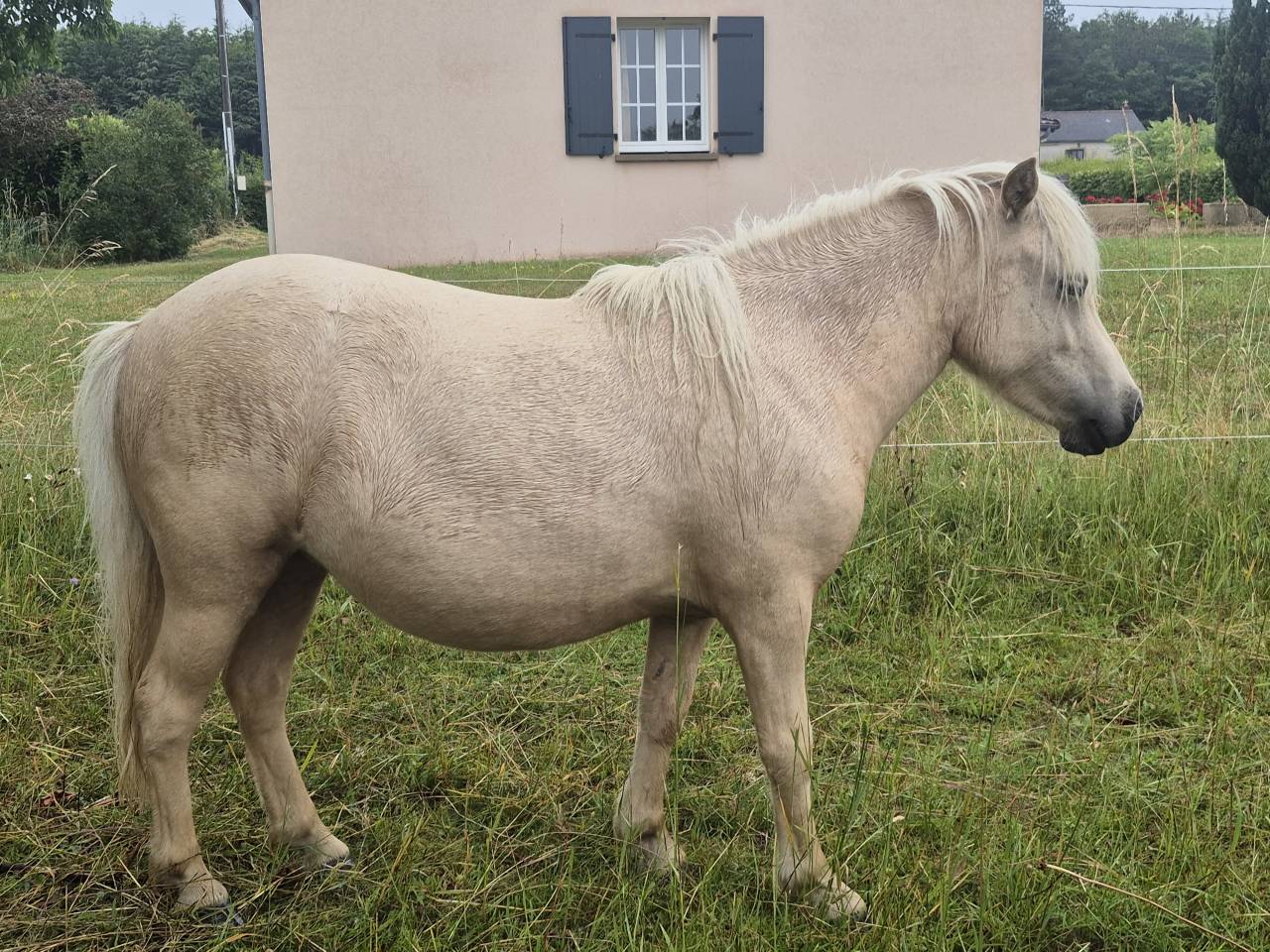 Filly Shetland Pony For sale 2024 Palomino