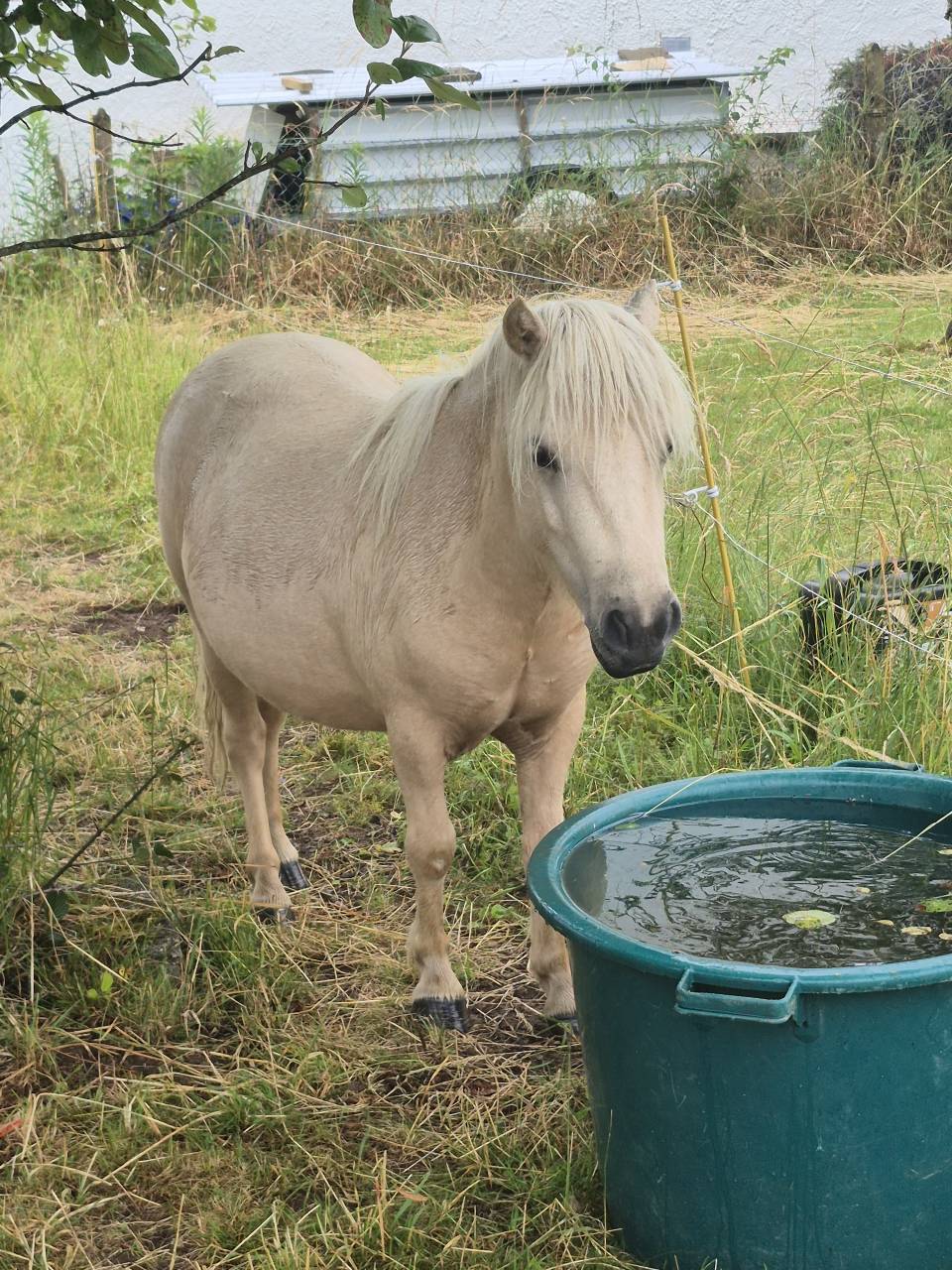 Filly Shetland Pony For sale 2024 Palomino