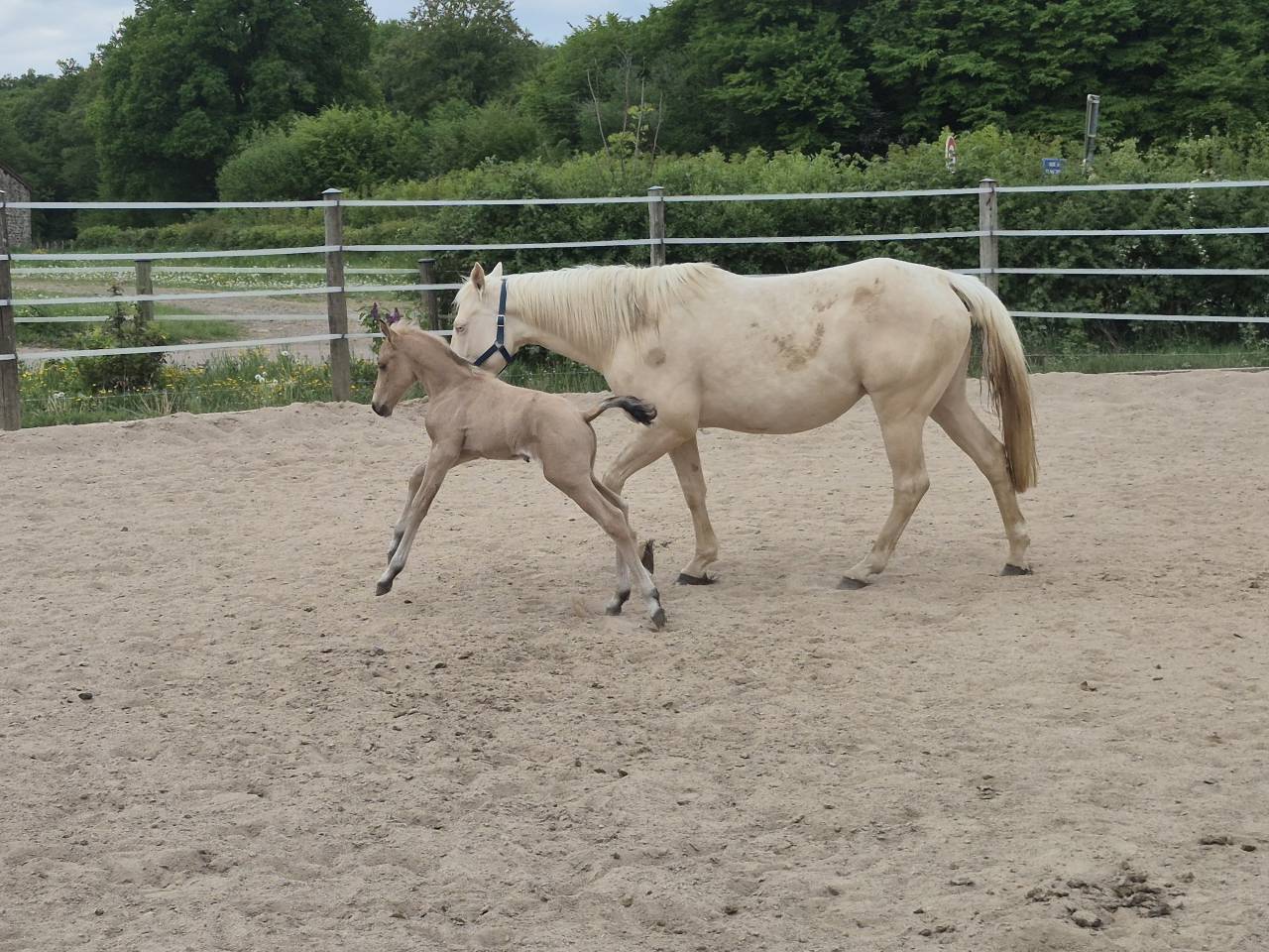 Gelding Connemara For sale 2026 Buckskin
