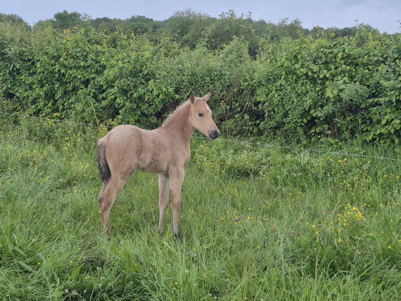 Gelding Connemara For sale 2026 Buckskin