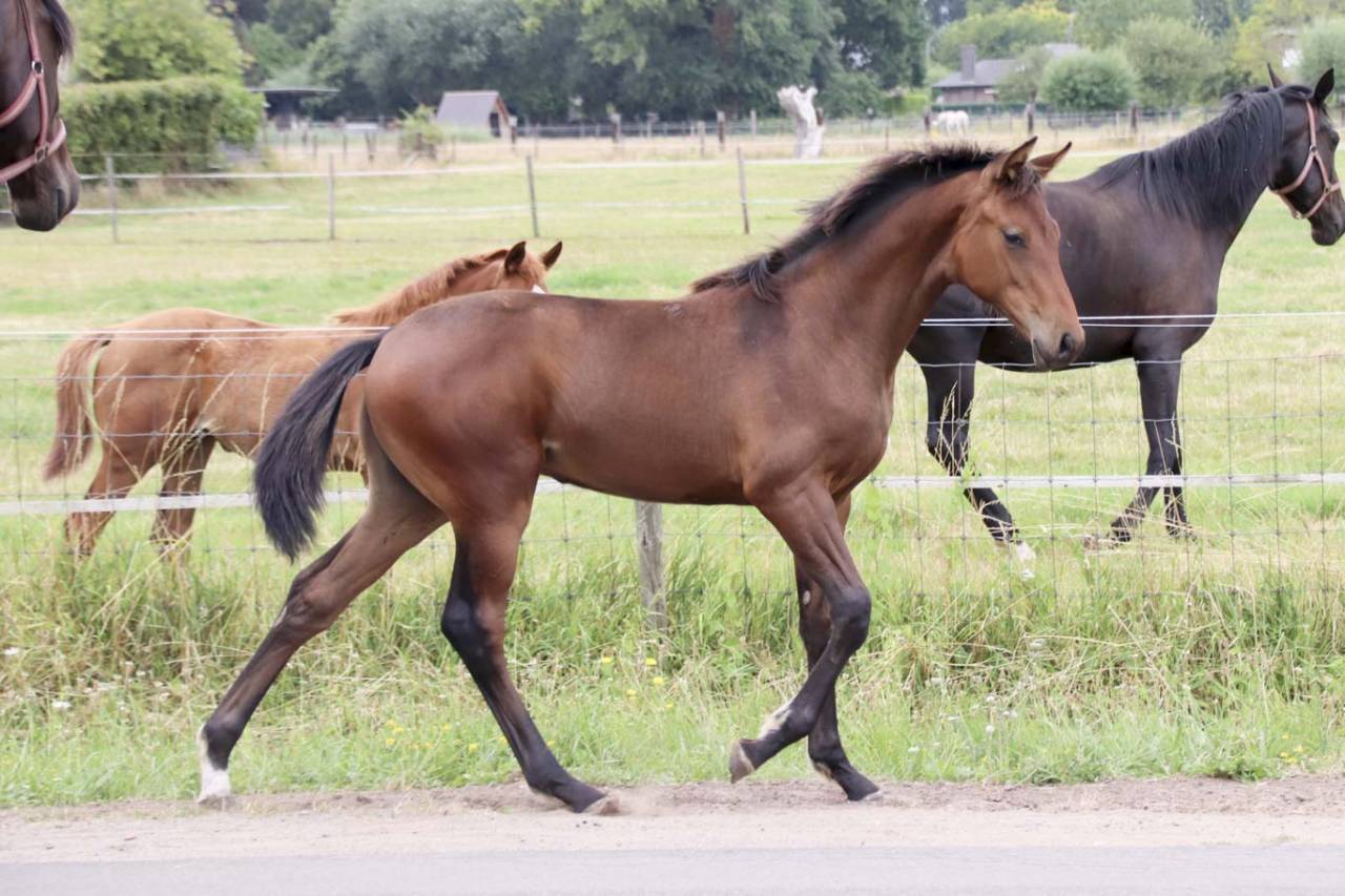 Mare KWPN Dutch Warmblood For sale 2026 Dark Bay