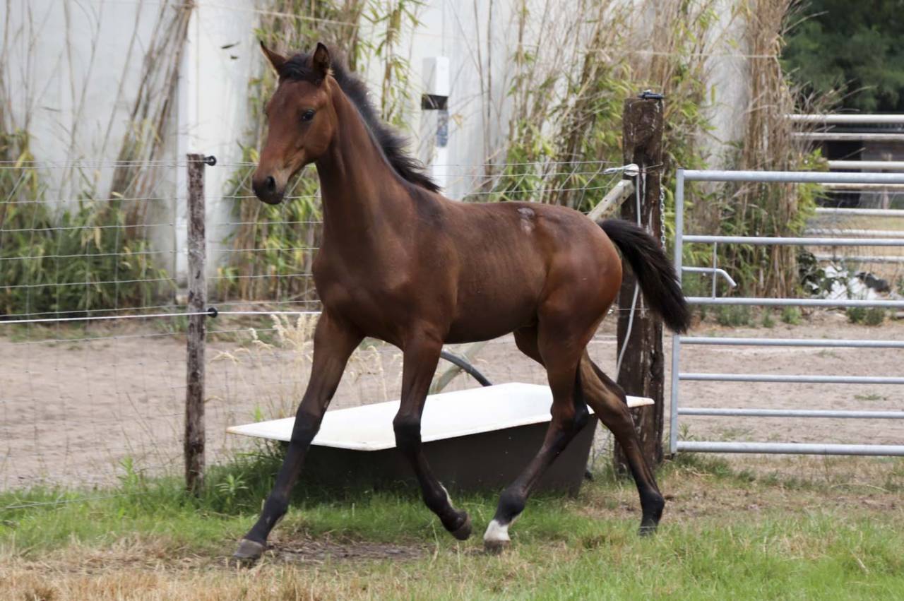 Mare KWPN Dutch Warmblood For sale 2026 Dark Bay