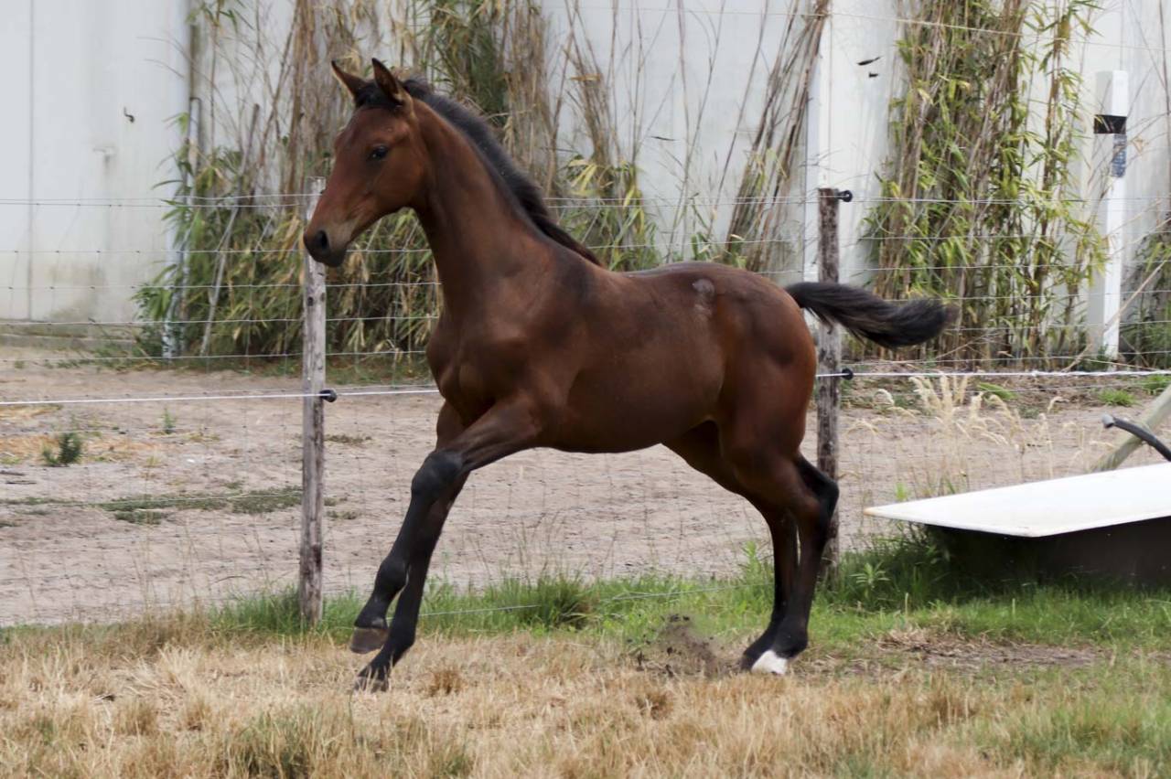 Mare KWPN Dutch Warmblood For sale 2026 Dark Bay