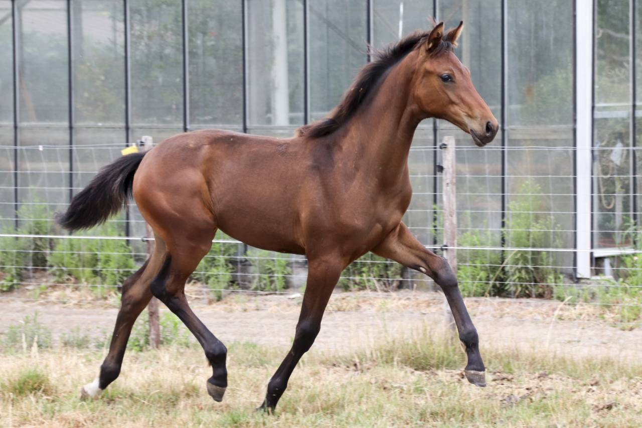 Mare KWPN Dutch Warmblood For sale 2026 Dark Bay