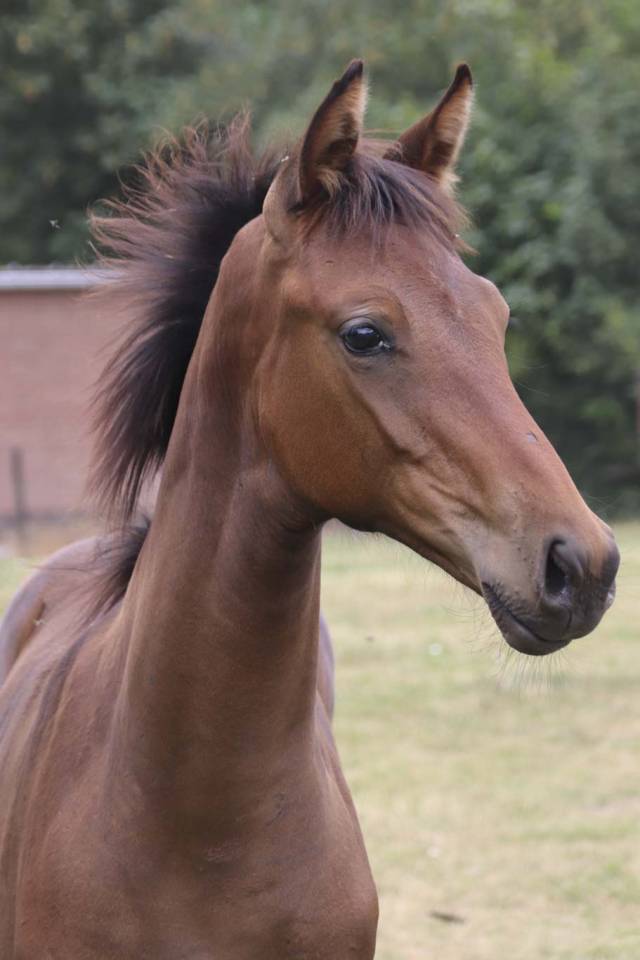 Mare KWPN Dutch Warmblood For sale 2026 Dark Bay