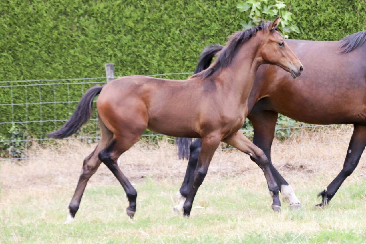 Mare KWPN Dutch Warmblood For sale 2026 Dark Bay
