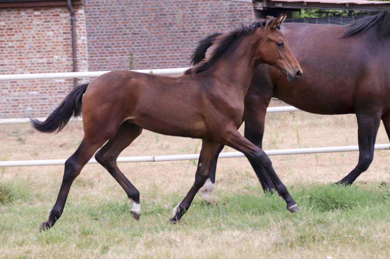 Mare KWPN Dutch Warmblood For sale 2026 Dark Bay