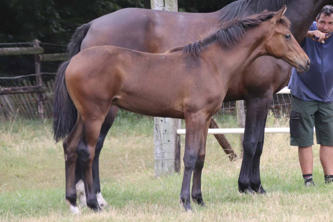 Mare KWPN Dutch Warmblood For sale 2026 Dark Bay