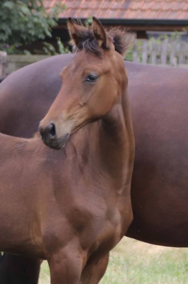 Mare KWPN Dutch Warmblood For sale 2026 Dark Bay