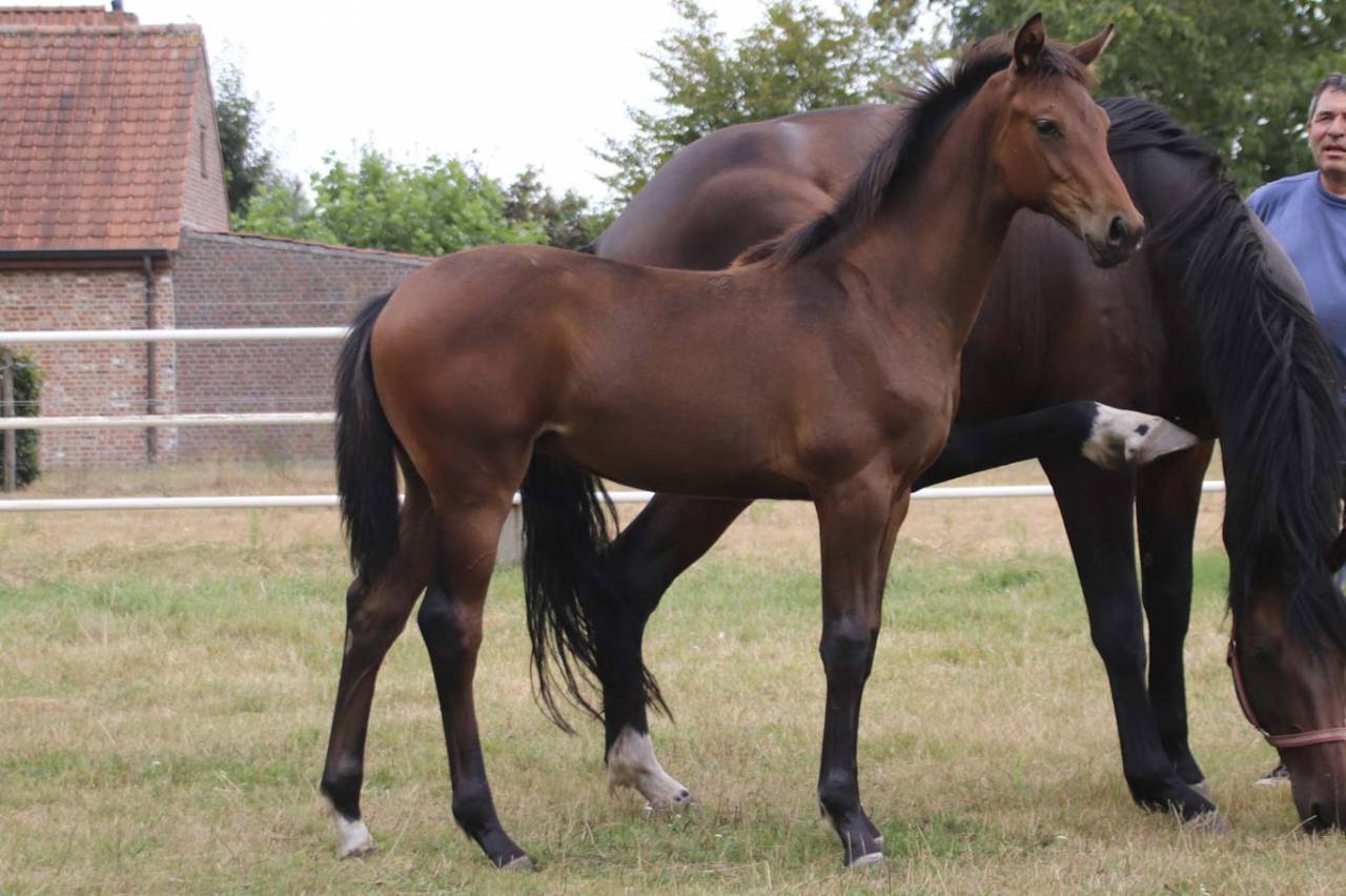 Mare KWPN Dutch Warmblood For sale 2026 Dark Bay
