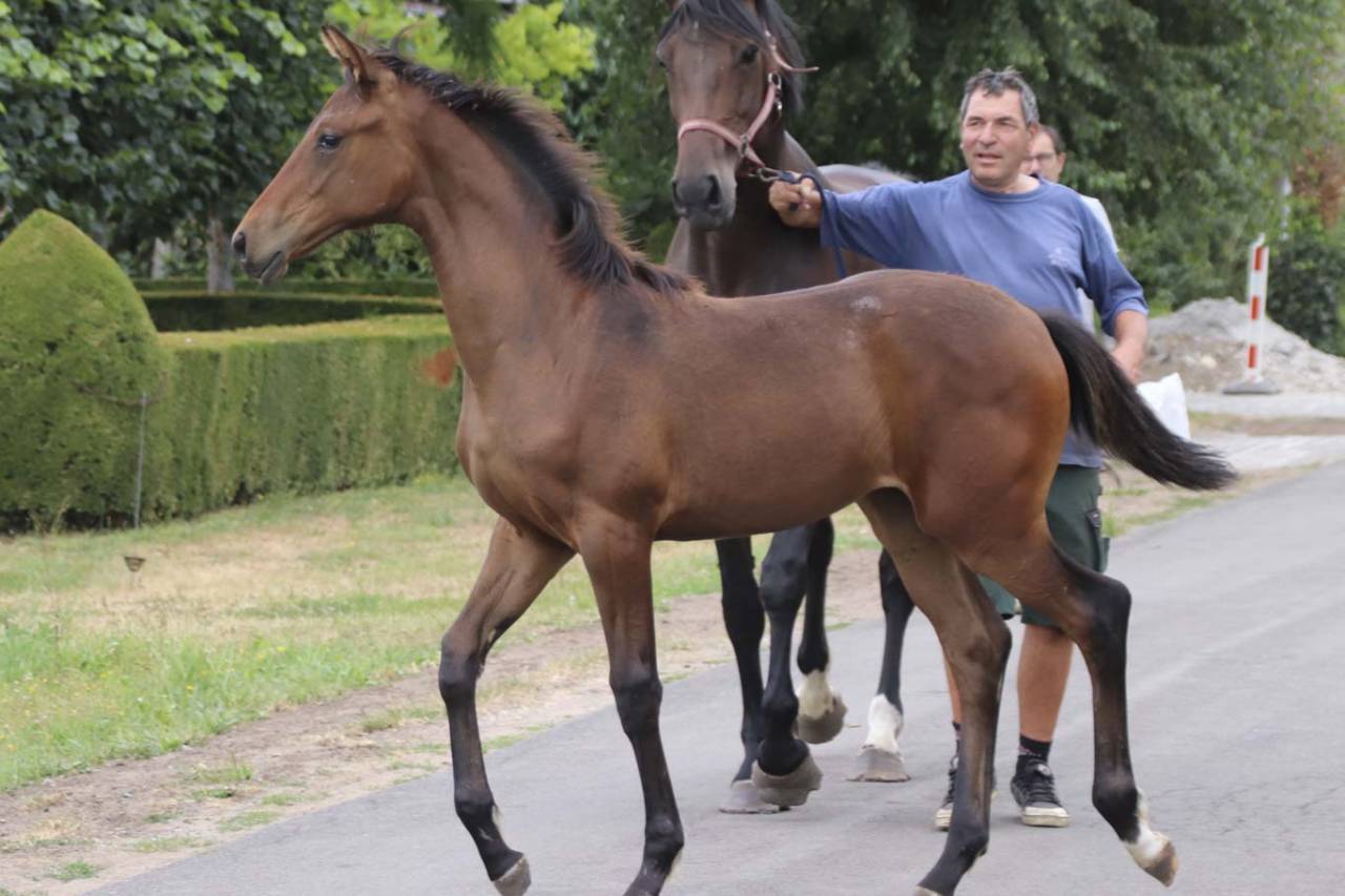 Mare KWPN Dutch Warmblood For sale 2026 Dark Bay