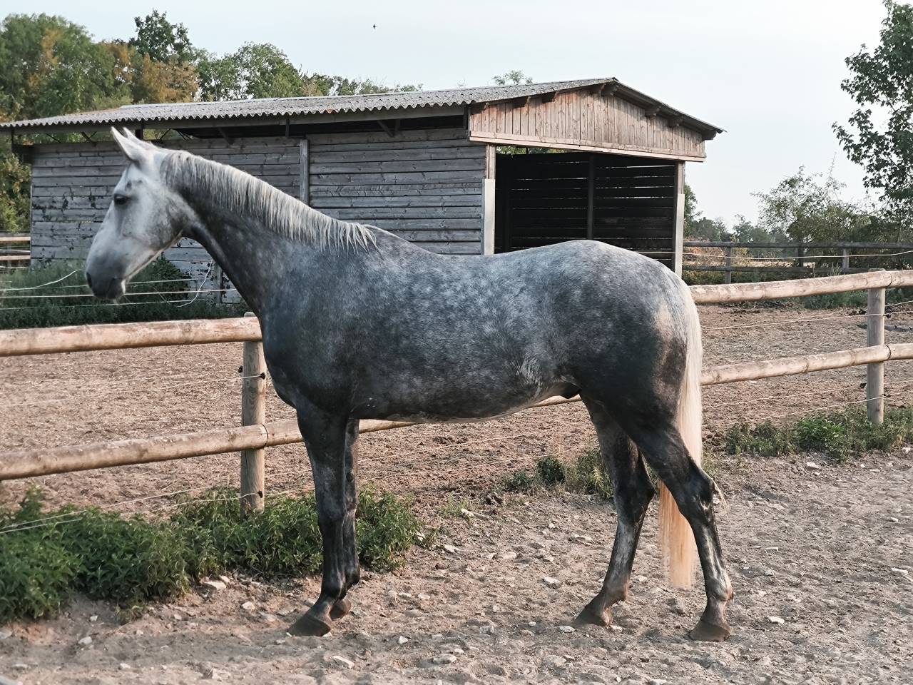 Gelding Selle Fran&ccedil;ais For sale 2021 Grey