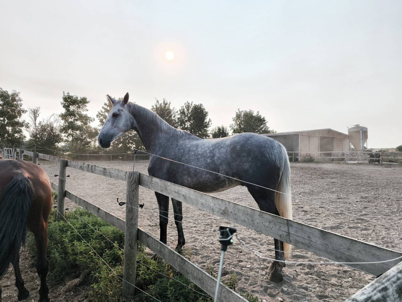 Gelding Selle Fran&ccedil;ais For sale 2021 Grey